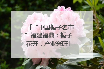 “中国栀子名市”福建福鼎：栀子花开，产业兴旺