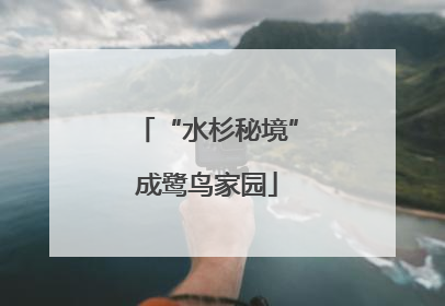 “水杉秘境”成鹭鸟家园