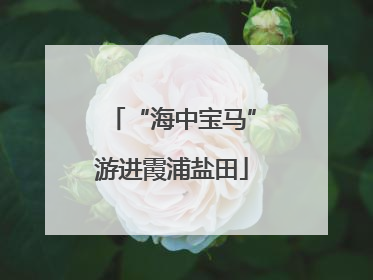 “海中宝马”游进霞浦盐田