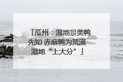 瓜州：湿地景美鸭先知 赤麻鸭为荒漠湿地“上大分”