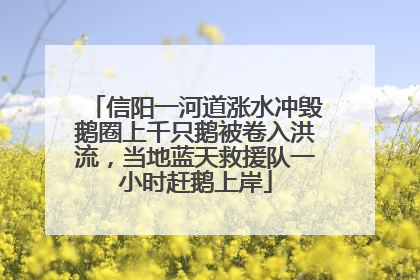 信阳一河道涨水冲毁鹅圈上千只鹅被卷入洪流，当地蓝天救援队一小时赶鹅上岸