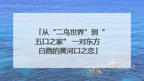 从“二鸟世界”到“五口之家” 一对东方白鹳的黄河口之恋
