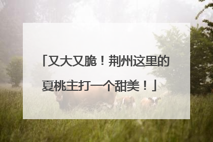 又大又脆！荆州这里的夏桃主打一个甜美！
