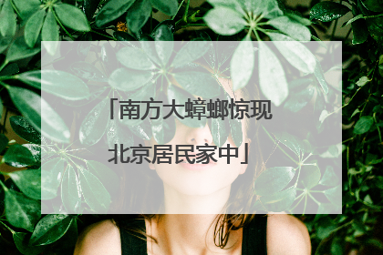 南方大蟑螂惊现北京居民家中