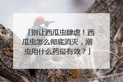 别让西瓜虫肆虐！西瓜虫怎么彻底消灭，潮虫用什么药最有效？