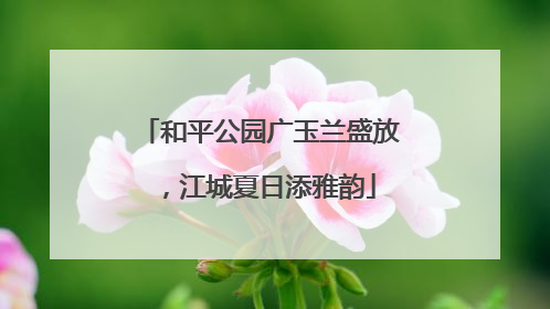 和平公园广玉兰盛放，江城夏日添雅韵