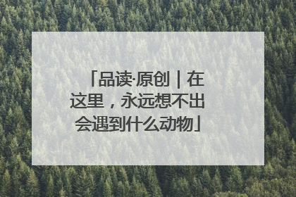 品读·原创｜在这里，永远想不出会遇到什么动物