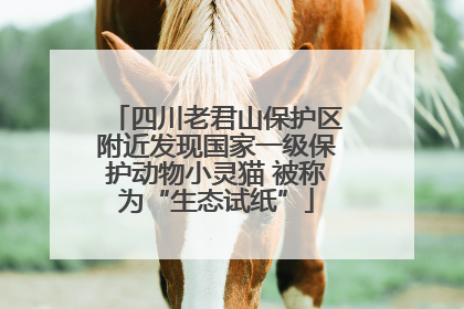 四川老君山保护区附近发现国家一级保护动物小灵猫 被称为“生态试纸”