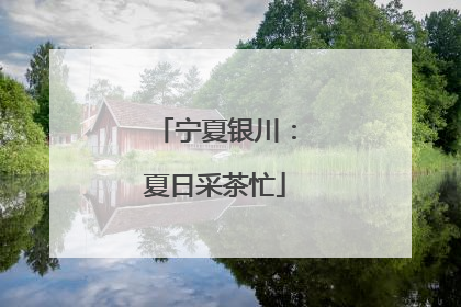 宁夏银川：夏日采茶忙