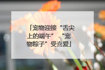 宠物迎接“舌尖上的端午” “宠物粽子”受喜爱