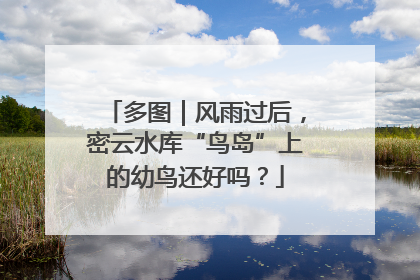 多图｜风雨过后，密云水库“鸟岛”上的幼鸟还好吗？