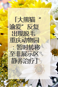 大熊猫“渝爱”反复出现脱毛 重庆动物园：暂时转移至非展示区静养治疗