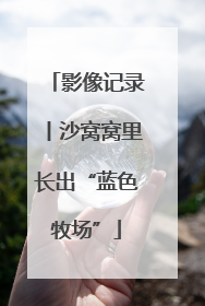 影像记录丨沙窝窝里长出“蓝色牧场”