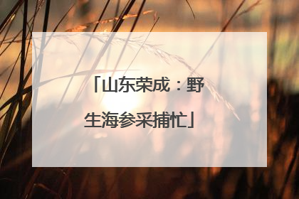 山东荣成：野生海参采捕忙
