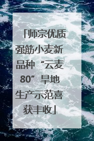 师宗优质强筋小麦新品种“云麦80”旱地生产示范喜获丰收