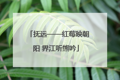 抚远——红莓映朝阳 界江听熊吟