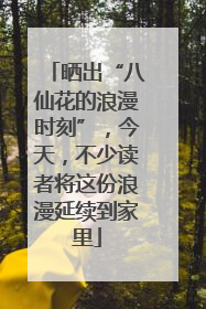 晒出“八仙花的浪漫时刻”，今天，不少读者将这份浪漫延续到家里