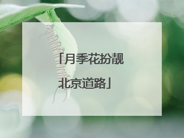 月季花扮靓北京道路