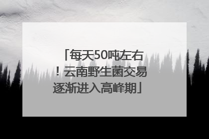 每天50吨左右！云南野生菌交易逐渐进入高峰期