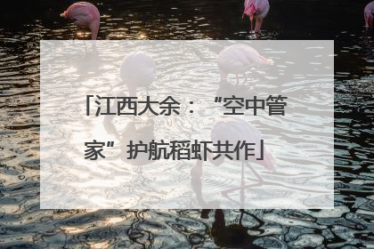 江西大余：“空中管家”护航稻虾共作