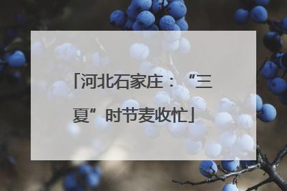 河北石家庄：“三夏”时节麦收忙