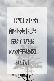 河北中南部小麦长势良好 积极应对干热风挑战