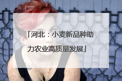 河北：小麦新品种助力农业高质量发展