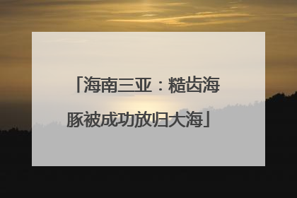 海南三亚：糙齿海豚被成功放归大海