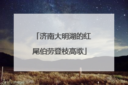 济南大明湖的红尾伯劳登枝高歌