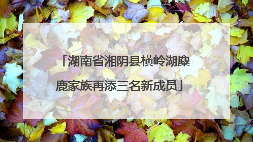 湖南省湘阴县横岭湖麋鹿家族再添三名新成员