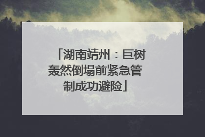 湖南靖州：巨树轰然倒塌前紧急管制成功避险