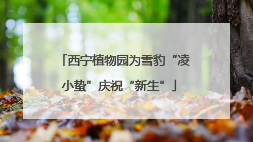 西宁植物园为雪豹“凌小蛰”庆祝“新生”