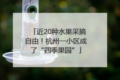 近20种水果采摘自由！杭州一小区成了“四季果园”