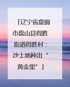 辽宁省盘锦市盘山县得胜街道得胜村：沙土地种出“黄金果”