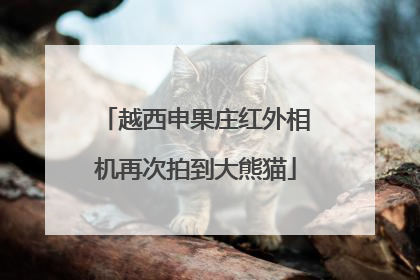 越西申果庄红外相机再次拍到大熊猫