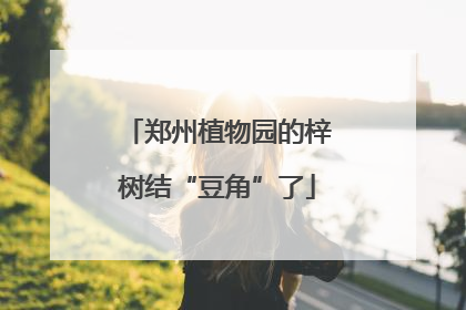 郑州植物园的梓树结“豆角”了