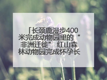 长颈鹿漫步400米完成动物园里的“非洲迁徙” 红山森林动物园完成怀孕长颈鹿步行转运
