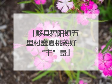 黟县碧阳镇五里村盛夏桃熟好“丰”景