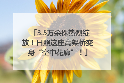 3.5万余株热烈绽放！日照这座高架桥变身“空中花廊”！